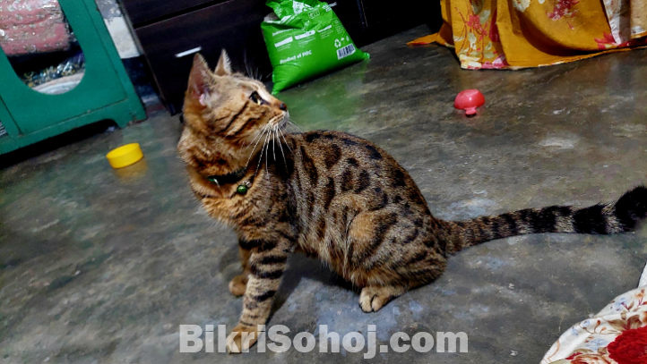 Bengal cat